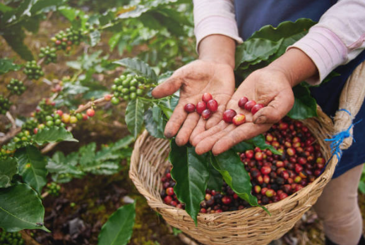 Café experimenta una jornada positiva al cerrar con un aumento del 1,9% el 9 de enero